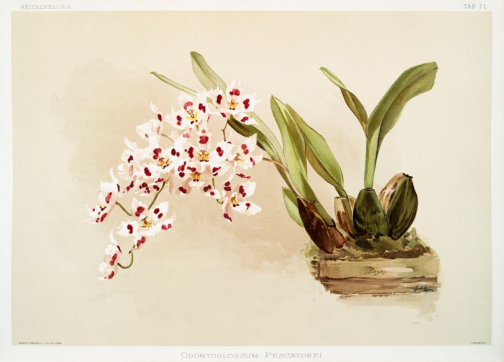 Odontoglossum pescatorei from Reichenbachia Orchids (1888-1894) illustrated by Frederick Sander (1847-1920). Original from…