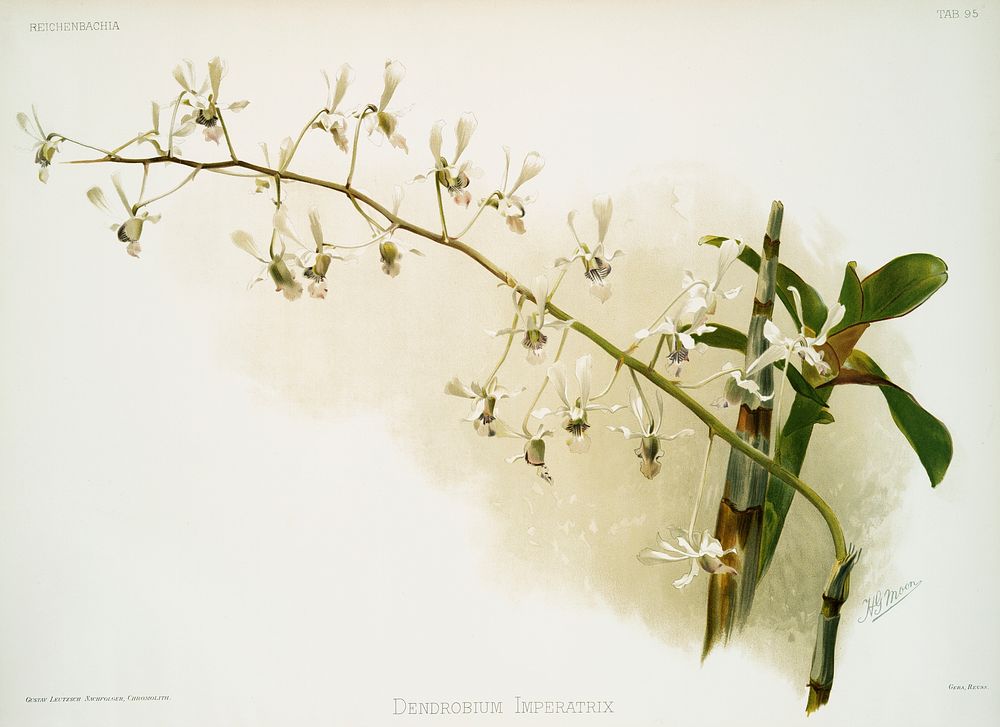 Morobe Shower (Dendrobium imperatrix) from Reichenbachia Orchids (1888-1894) illustrated by Frederick Sander (1847-1920).…