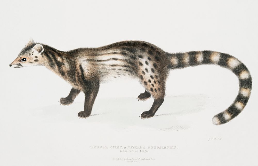 Bengal civet (Viverra Bengalensis) from Illustrations of Indian Zoology (1830-1834) by John Edward Gray (1800-1875).…