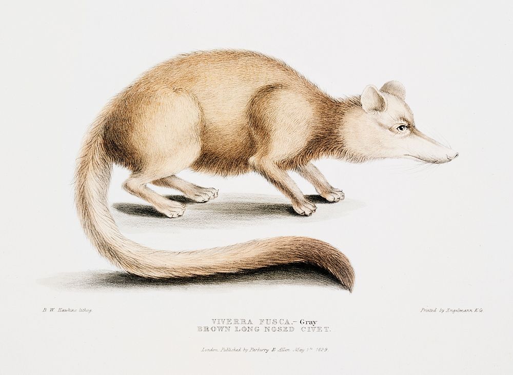 Brown long nosed civet (Viverra fusca) from Illustrations of Indian Zoology (1830-1834) by John Edward Gray (1800-1875).…