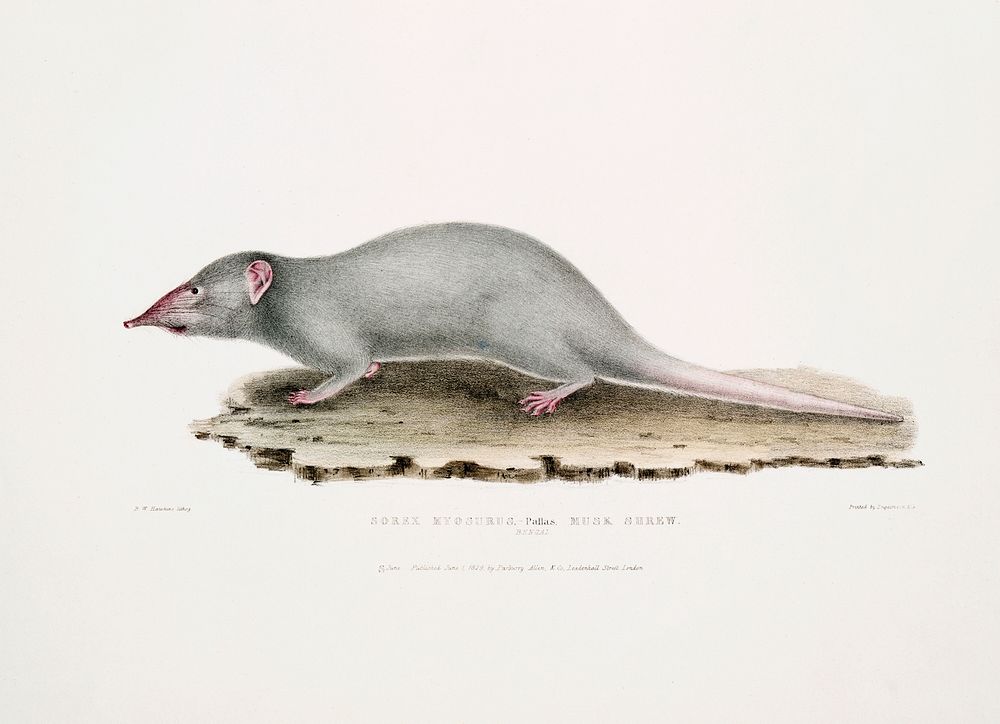 Musk Shrew (Sorex myosurus) from Illustrations of Indian zoology (1830-1834) by John Edward Gray (1800-1875). Original from…