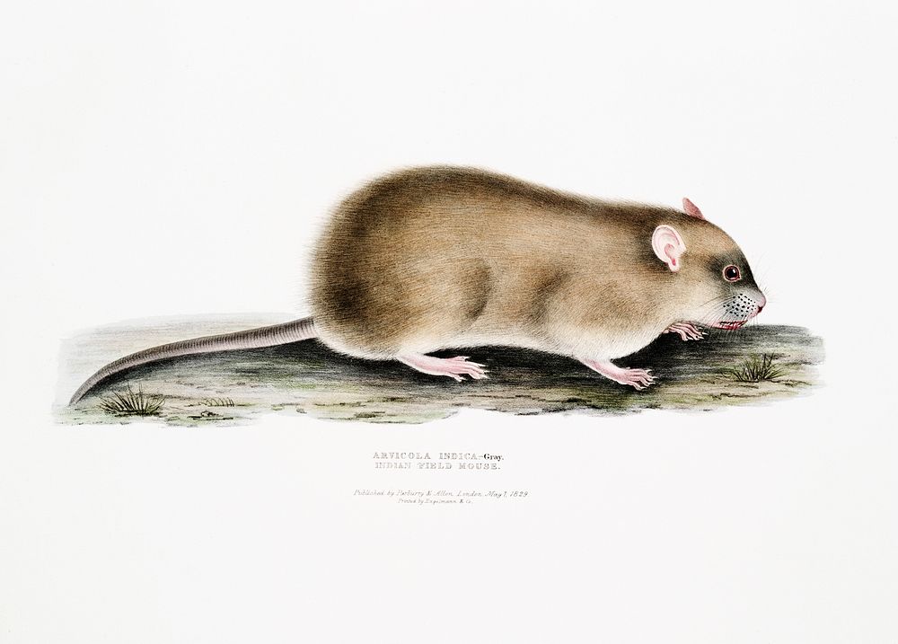 Indian Field Mouse (Arvicola Indica) from Illustrations of Indian zoology (1830-1834) by John Edward Gray (1800-1875).…