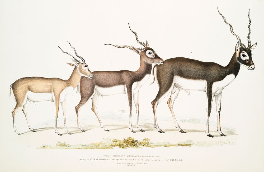 Indian Antelope (Antilope cervicapra) Head and horn 1. Young; 2. Adult from Illustrations of Indian zoology (1830-1834) by…