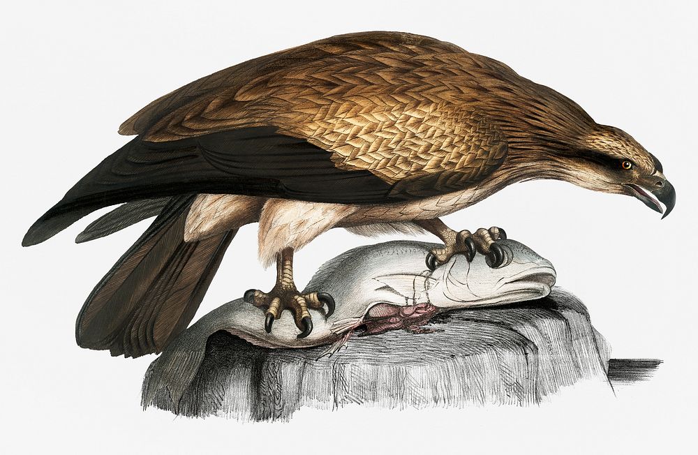 Plain Fishing Eagle (Hali&aelig;tus unicolor) from Illustrations of Indian zoology (1830-1834) by John Edward Gray (1800…