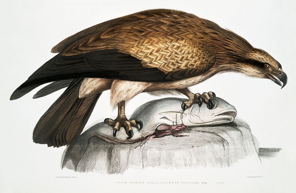 Plain Fishing Eagle (Hali&aelig;tus unicolor) from Illustrations of Indian zoology (1830-1834) by John Edward Gray (1800…