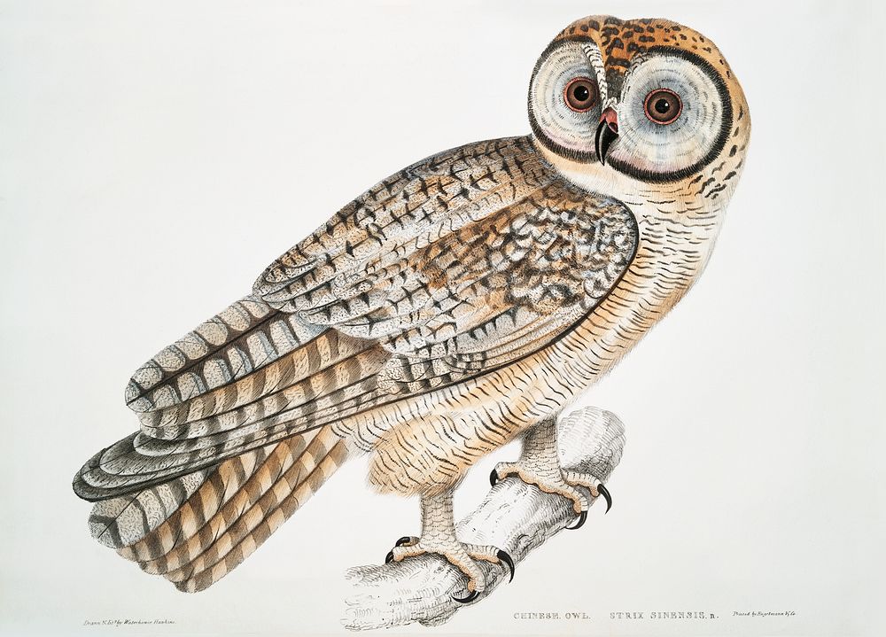 Chinese Owl (Strix Sinensis) from Illustrations of Indian zoology (1830-1834) by John Edward Gray (1800-1875). Original from…