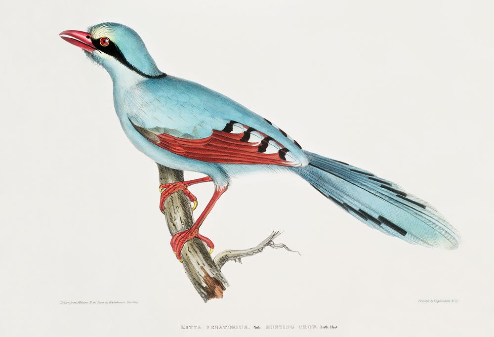 Discover the Incredible Art of John Edward Gray's 'Illustrations of Indian  Zoology'!