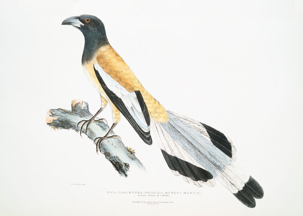 Weigler, Rufons Magpie (Pica Vagabunga) Natives of Calcutta from Illustrations of Indian zoology (1830-1834) by John Edward…