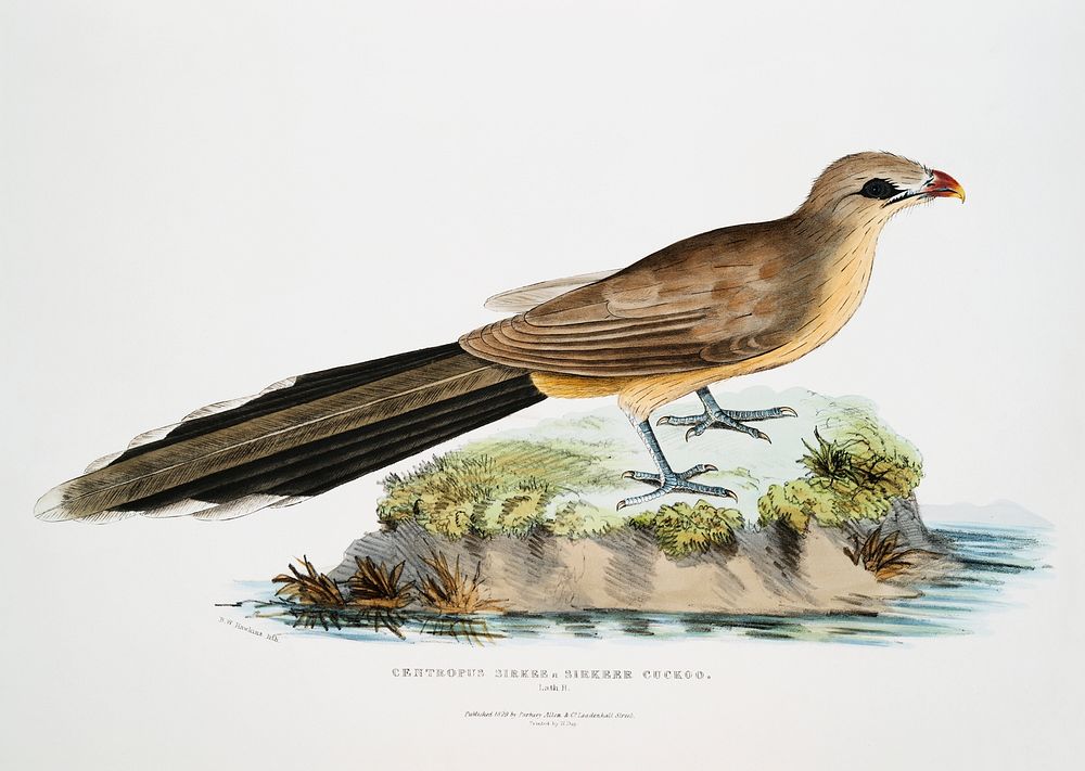 Sirkeer Cuckoo (Centropus Sirkee) from Illustrations of Indian Zoology (1830-1834) by John Edward Gray (1800-1875). Original…