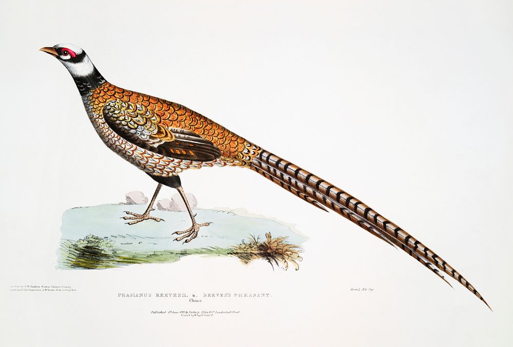 Reeve's Pheasant (Phasianus Reevesii) from Illustrations of Indian zoology (1830-1834) by John Edward Gray (1800-1875).…