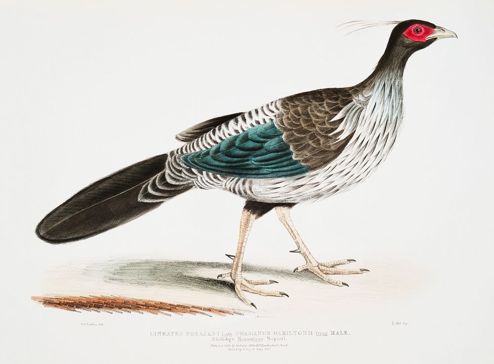 Lineated [Nepaul] Pheasant (Phasianus Hamiltonii) from Illustrations of Indian zoology (1830-1834) by John Edward Gray (1800…