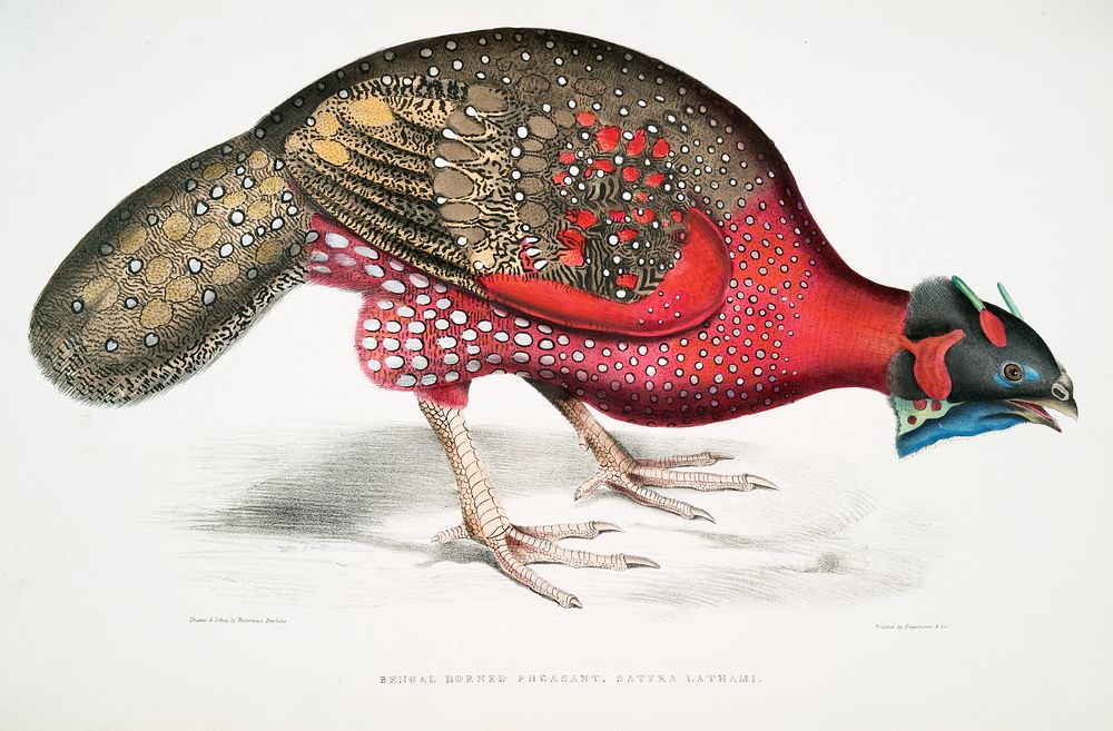 Bengal Horned Pheasant (Satyra Lathami) from Illustrations of Indian zoology (1830-1834) by John Edward Gray (1800-1875).…