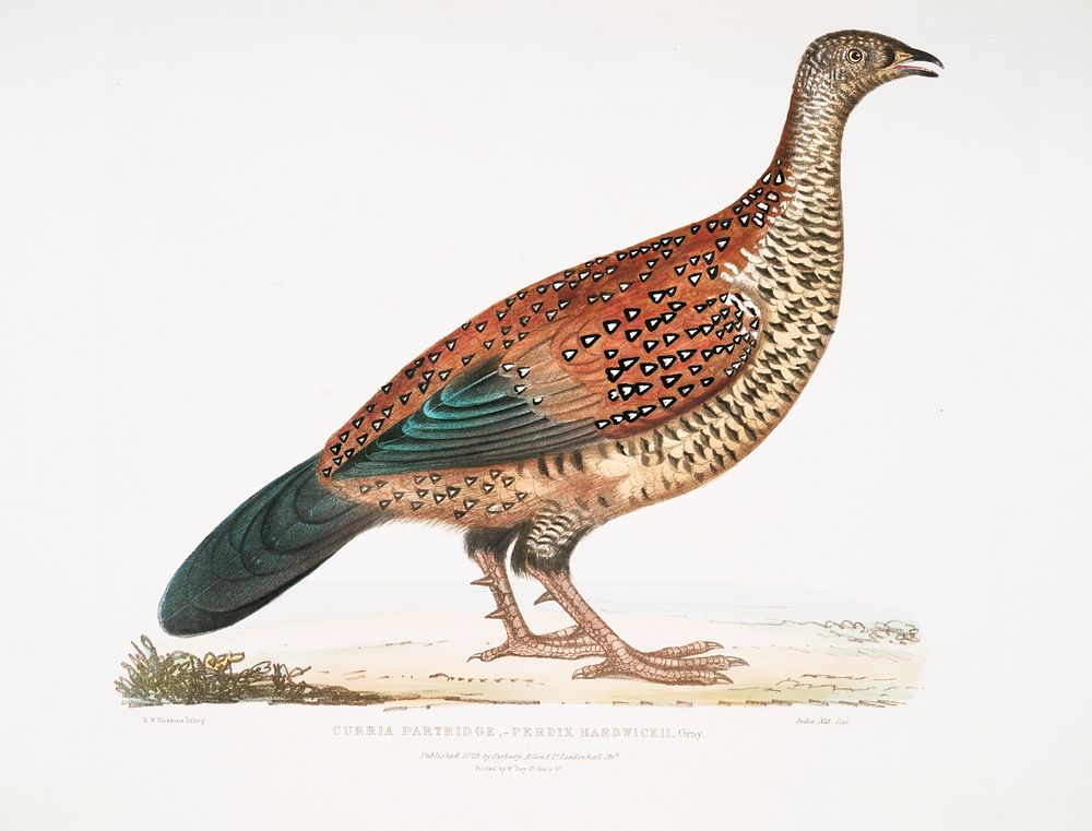 Curria Partridge (Perdix Hardwickii) from Illustrations of Indian zoology (1830-1834) by John Edward Gray (1800-1875).…