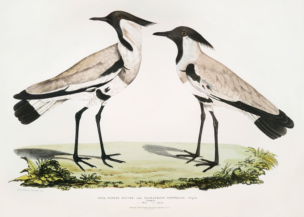 Spur Winged Plover, Male and Female (Charadrius ventralis) from Illustrations of Indian zoology (1830-1834) by John Edward…