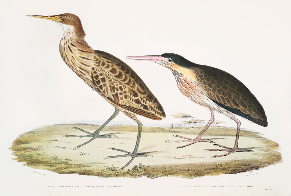 1. Cinnamon Heron (Ardea cinnamonea) 2. Yellow necked Heron (Ardea flavicollis) from Illustrations of Indian zoology (1830…
