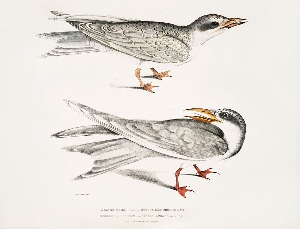 1. Waved Tern (Sterna brevirostris); 2. Orange Billed Tern (Sterna aurantia) from Illustrations of Indian zoology (1830…
