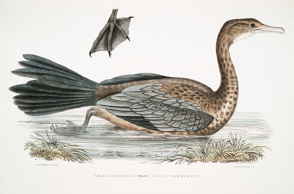 Javan Cormorant (Carbo Javannica) from Illustrations of Indian zoology (1830-1834) by John Edward Gray (1800-1875). Original…