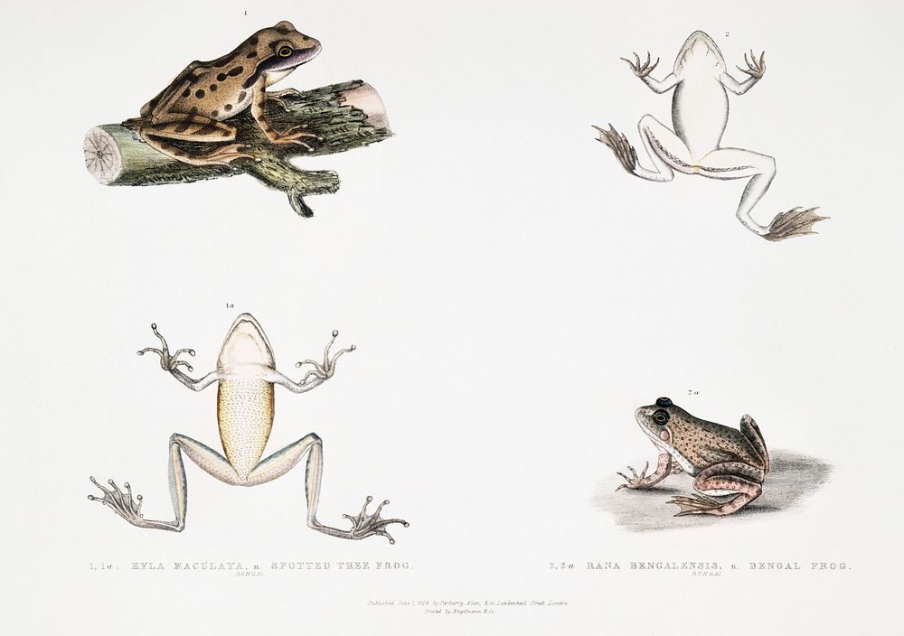 1, 1a. Spotted Tree Frog (Hyla maculata); 2, 2a. Bengal Frog (Rana Bengalensis) from Illustrations of Indian zoology (1830…