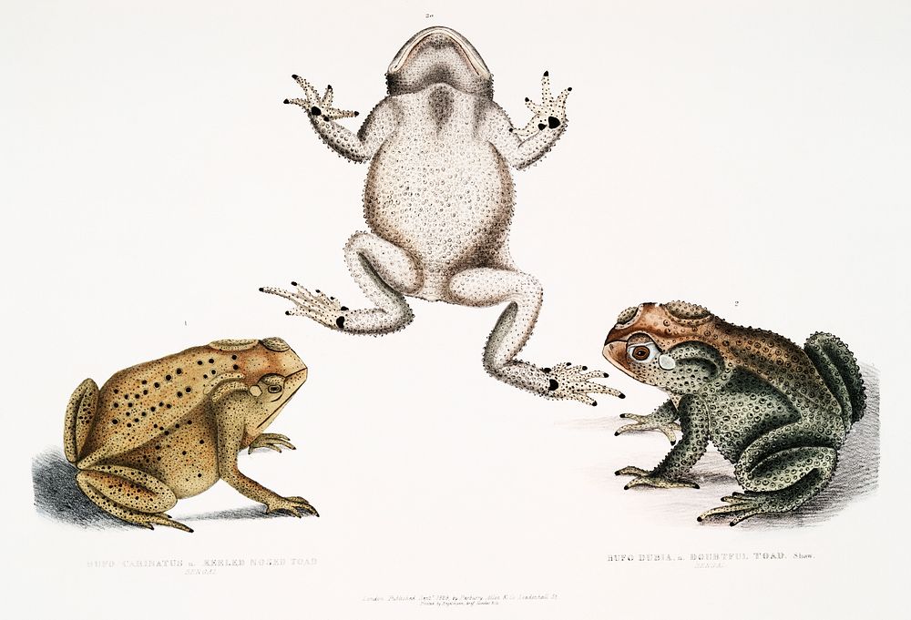 1. Keeled Nosed Toad (Bufo carinatus); 2, 2a. Doubtful Toad (Bufo dubius) from Illustrations of Indian zoology (1830-1834)…