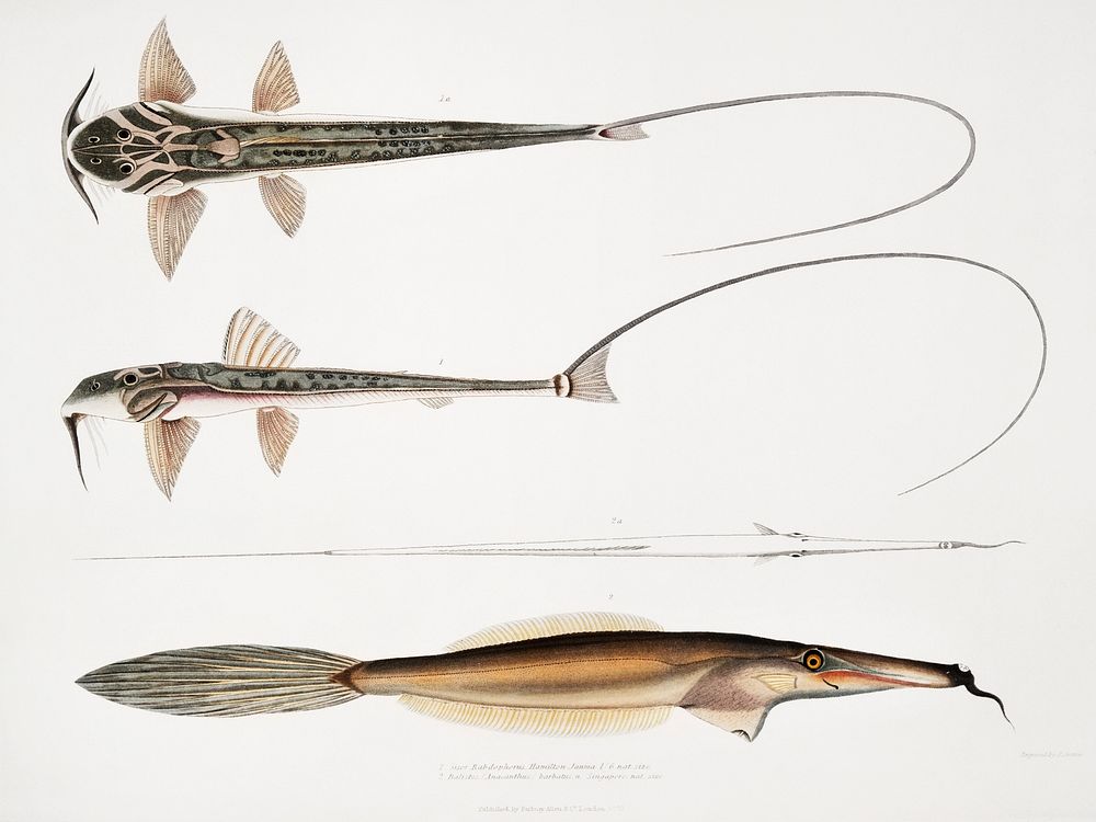 1. Coach Whip Sisor (Sisor Rabdophorus); 2. Bearded File Fish (Balistes (Anacanthus) barbatus) from Illustrations of Indian…