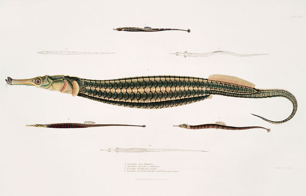 1. Carce Pipe Fish (Syngnathus Carce); 2. Banded Pipe Fish (Syngnathus faciatus); 3. Harwicke's Pipe Fish (Syngnathus…