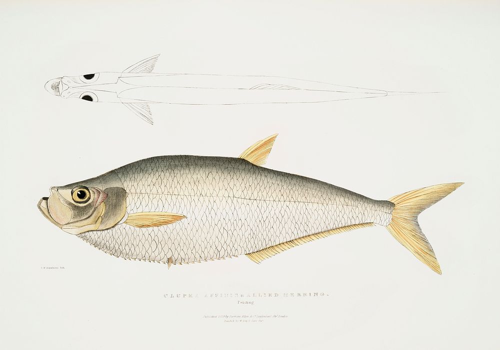 Allied Herring (Clupea affinis) from Illustrations of Indian zoology (1830-1834) by John Edward Gray (1800-1875). Original…