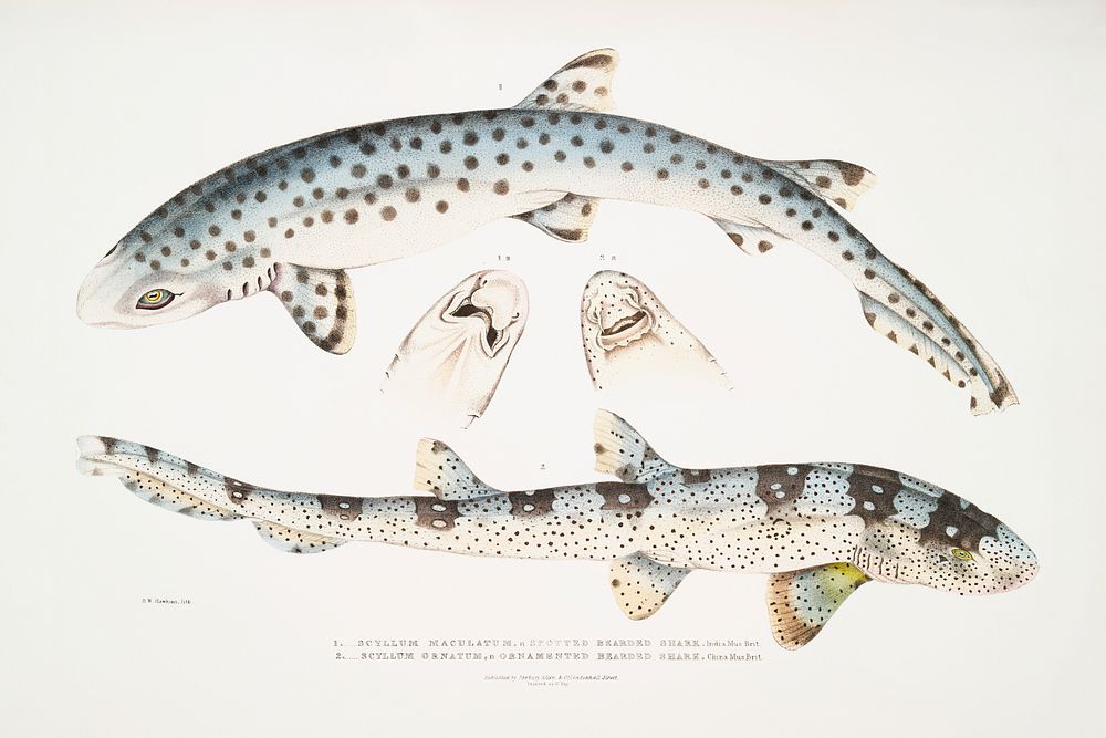 1. Spotted Bearded Shark (Scyllium maculatum); 2. Ornamented Bearded Shark (Scyllium ornatum) from Illustrations of Indian…