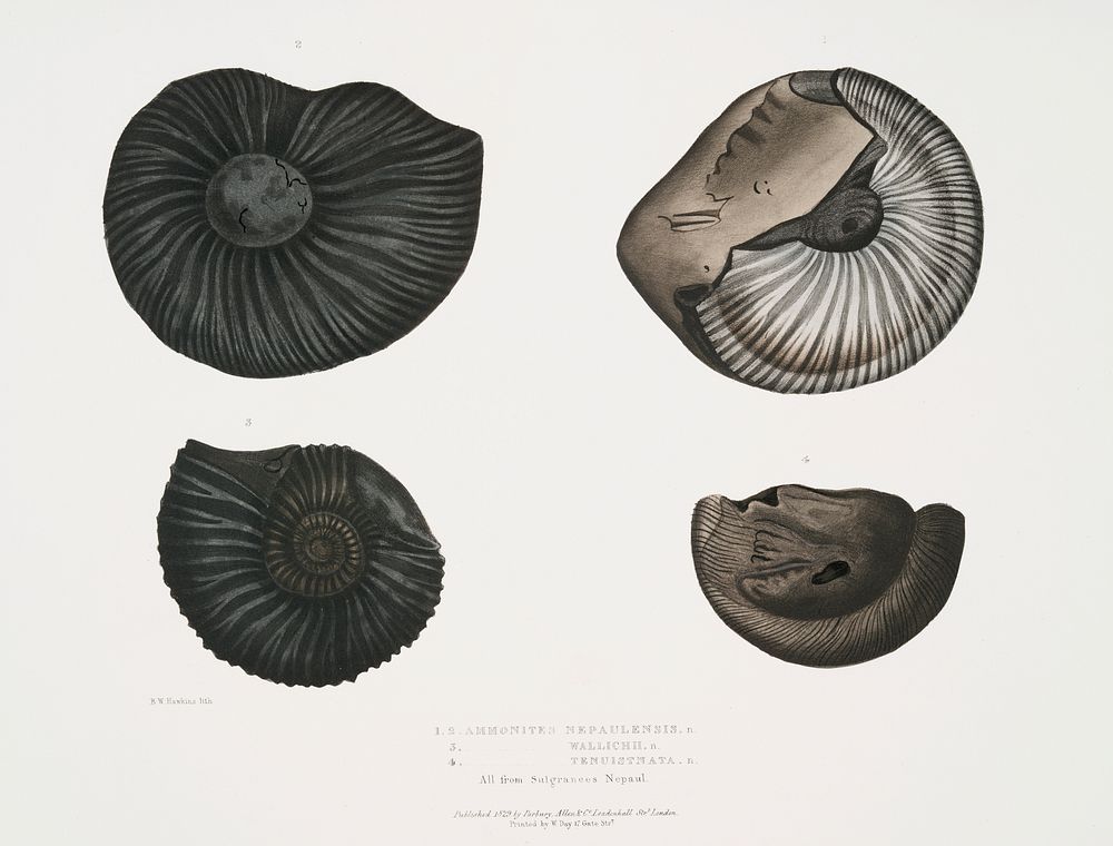 1, 2. Ammonites Nepaulensis; 3. Ammonites Wallichii; 4. Ammonites tenuistriata from Illustrations of Indian zoology (1830…