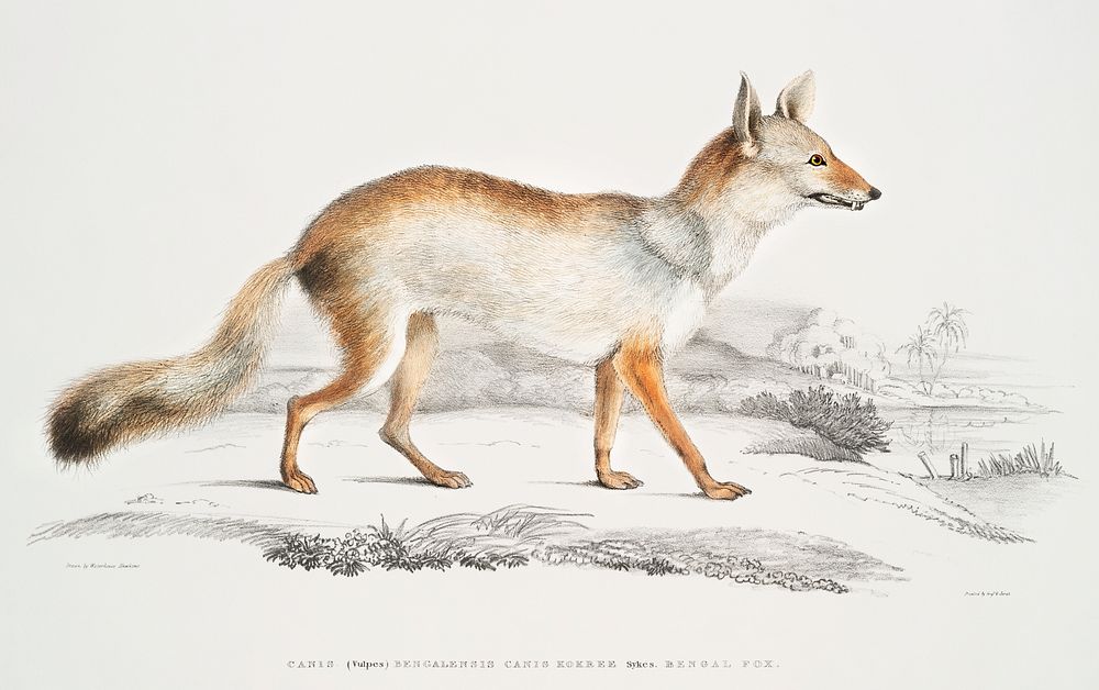 Bengal Fox (Vulpes Bengalensis) from Illustrations of Indian zoology (1830-1834) by John Edward Gray (1800-1875). Original…