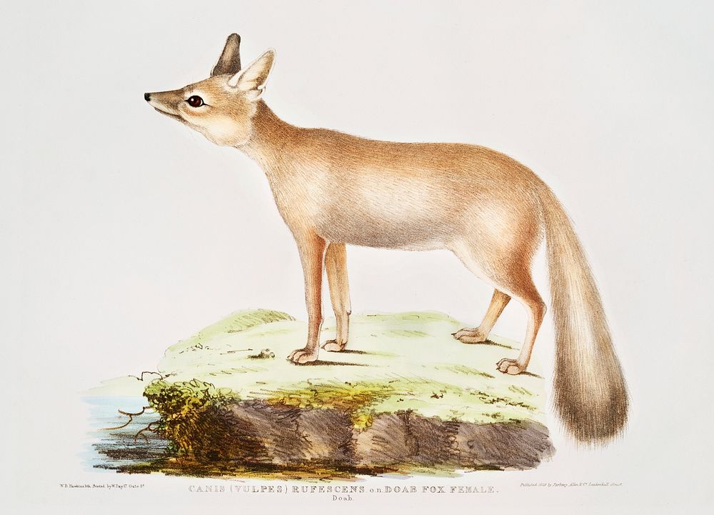 Doab Fox Female (Vulpes rufescens) from Illustrations of Indian zoology (1830-1834) by John Edward Gray (1800-1875).…