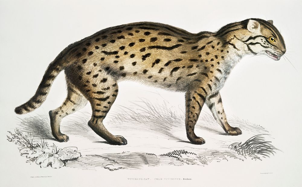 Viverrine Cat (Felis Viverrinus) from Illustrations of Indian zoology (1830-1834) by John Edward Gray (1800-1875). Original…
