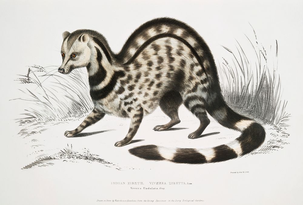 Indian Zibeth (Viverra Zibetta) from Illustrations of Indian zoology (1830-1834) by John Edward Gray (1800-1875). Original…