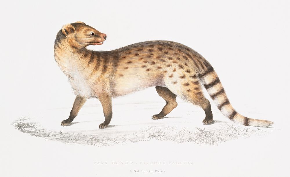Pale Genet (Viverra pallida) from Illustrations of Indian zoology (1830-1834) by John Edward Gray (1800-1875). Original from…
