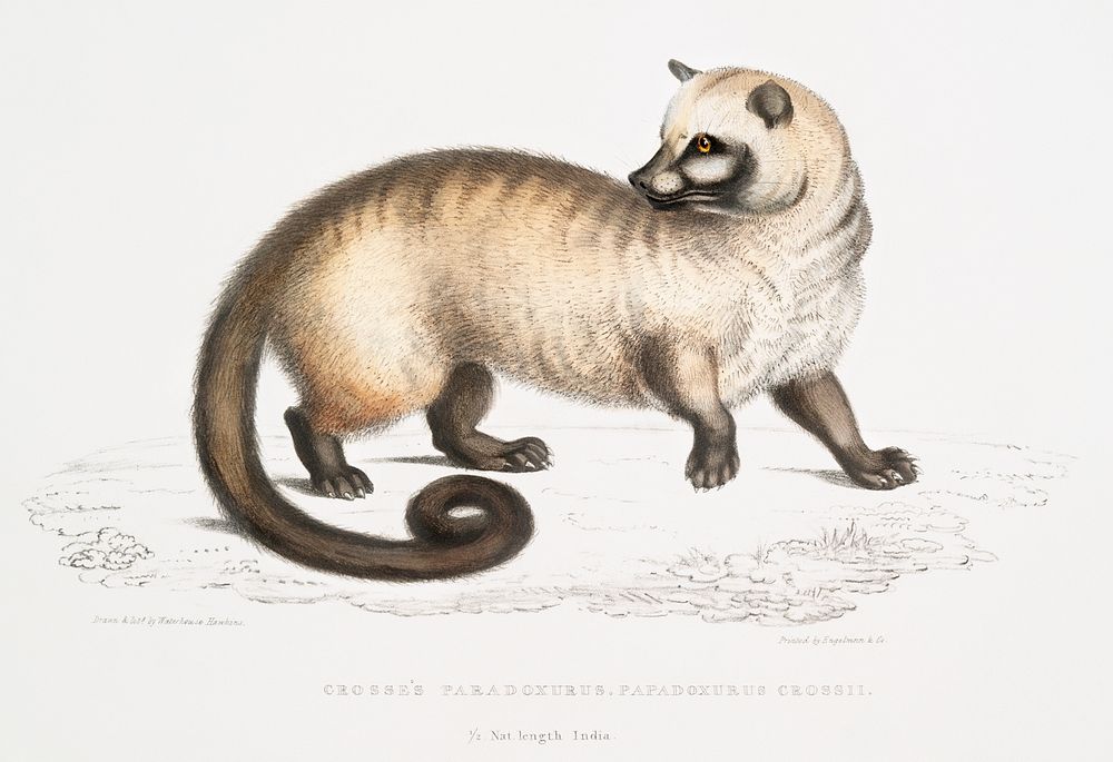 Cross's Paradoxurus (Paradoxurus Crossii) from Illustrations of Indian zoology (1830-1834) by John Edward Gray (1800-1875).…