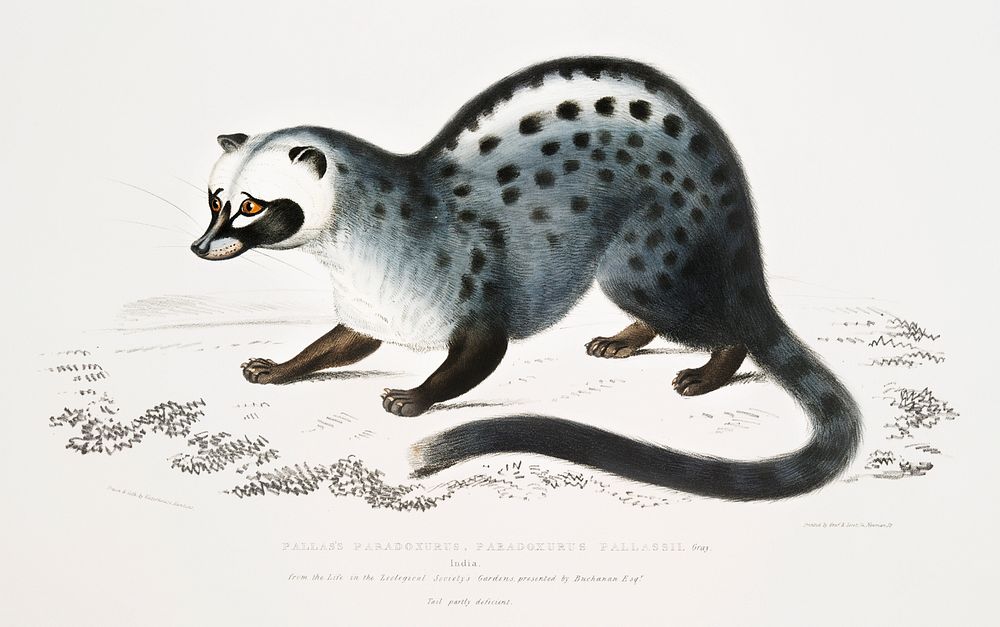Pallas's Paradoxurus (Paradoxurus Pallasii) from Illustrations of Indian zoology (1830-1834) by John Edward Gray (1800…