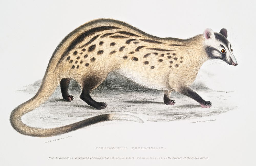Prehensile Paradoxurus (Paradoxurus prehensilis) from Illustrations of Indian zoology (1830-1834) by John Edward Gray (1800…