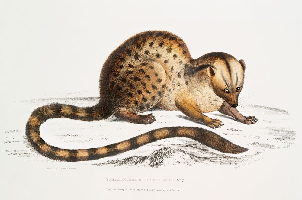 Dr. Hamilton's Paradoxurus (Paradoxurus Hamiltonii) from Illustrations of Indian zoology (1830-1834) by John Edward Gray…