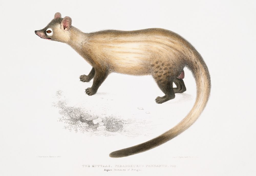 Pennant's Paradoxurus (Paradoxurus Pennantii) from Illustrations of Indian zoology (1830-1834) by John Edward Gray (1800…