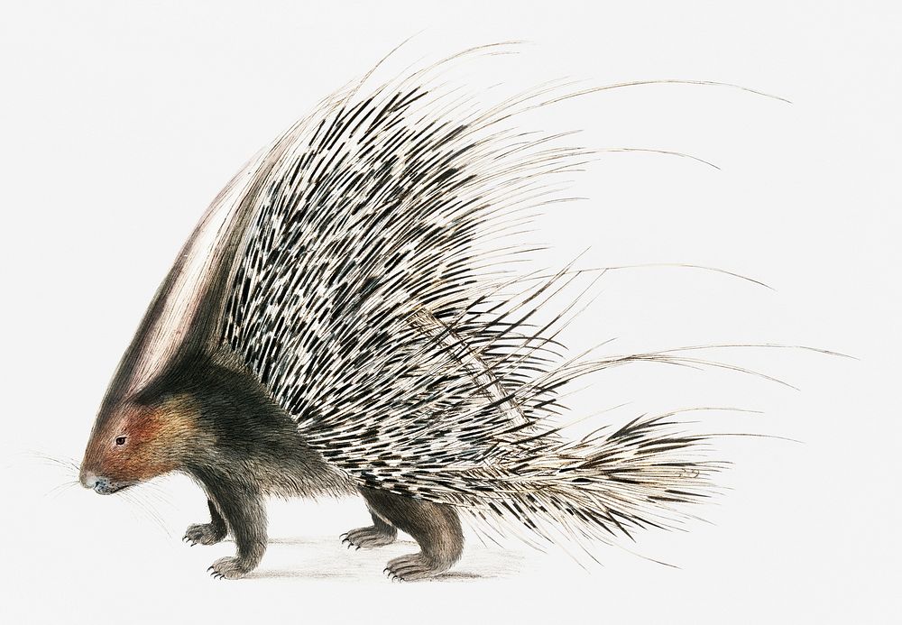 Indian Crested Porcupine (Histrix cristata) from Illustrations of Indian zoology (1830-1834) by John Edward Gray (1800-1875).