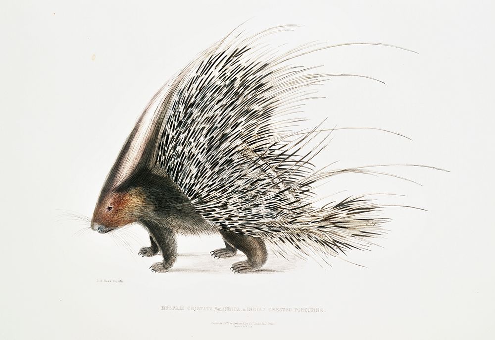 Indian Crested Porcupine (Histrix cristata) from Illustrations of Indian zoology (1830-1834) by John Edward Gray (1800…