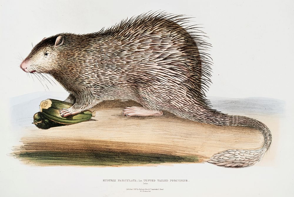 Tufted-tailed Porcupine (Hystrix fasiculata) from Illustrations of Indian zoology (1830-1834) by John Edward Gray (1800…