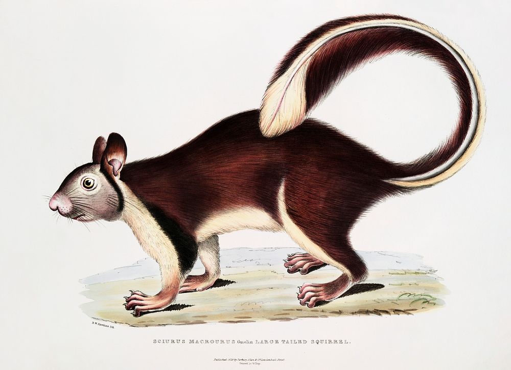 Large tailed Squirrel (Sciurus macrourus) from Illustrations of Indian zoology (1830-1834) by John Edward Gray (1800-1875).…