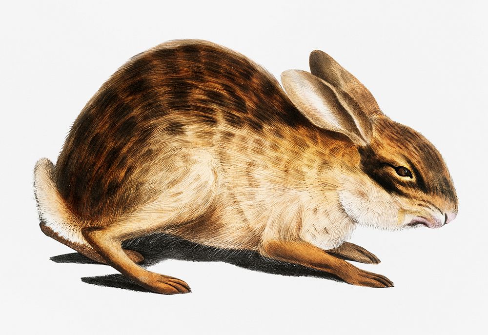 Chinese Hare (Lepus Sinensis) from Illustrations of Indian zoology (1830-1834) by John Edward Gray (1800-1875).