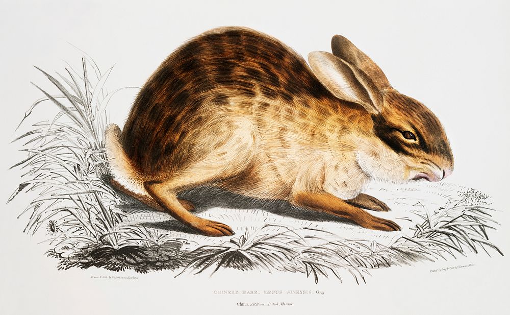 Chinese Hare (Lepus Sinensis) from Illustrations of Indian zoology (1830-1834) by John Edward Gray (1800-1875). Original…