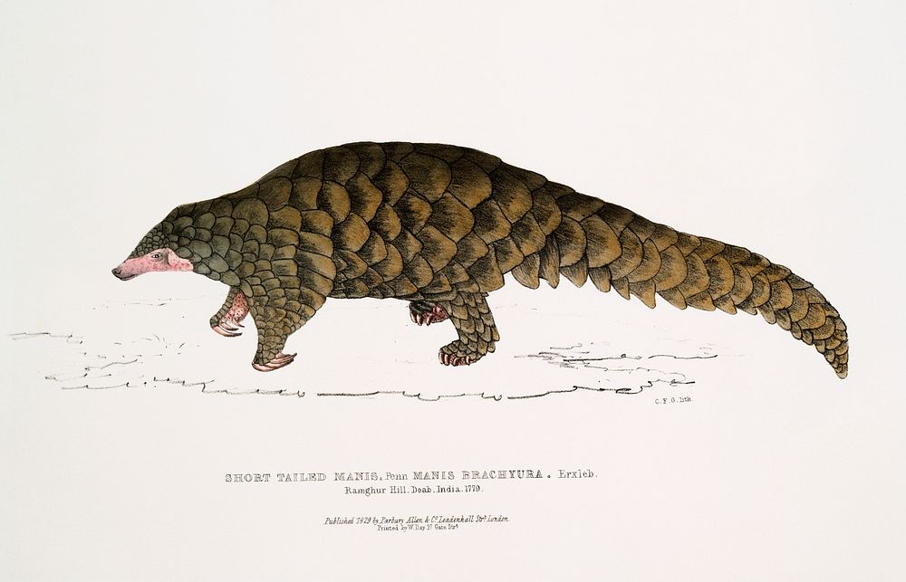 Short tailed Manis (Manis brachyura) from Illustrations of Indian zoology (1830-1834) by John Edward Gray (1800-1875).…