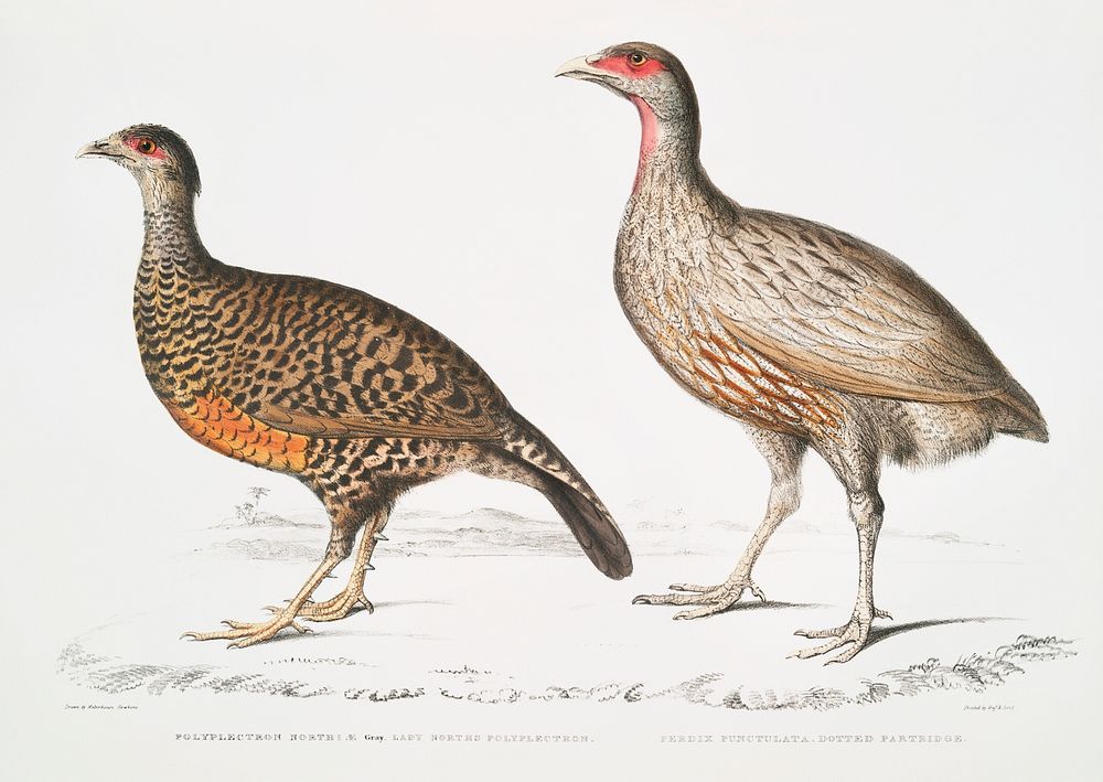 1. Lady North's Polyplectron (Pectrophora (Polyplectron) Northi&aelig;); 2. Dotted Partridge (Perdix punctulata) from…