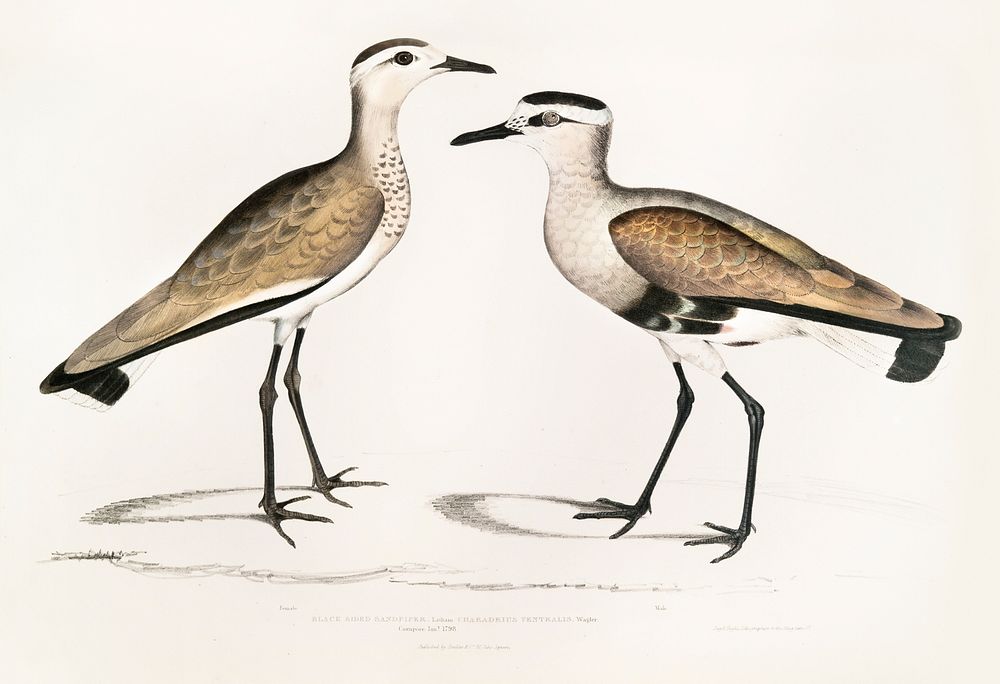 Black Sided Sandpiper, Male and Female (Charadrius ventralis) from Illustrations of Indian zoology (1830-1834) by John…