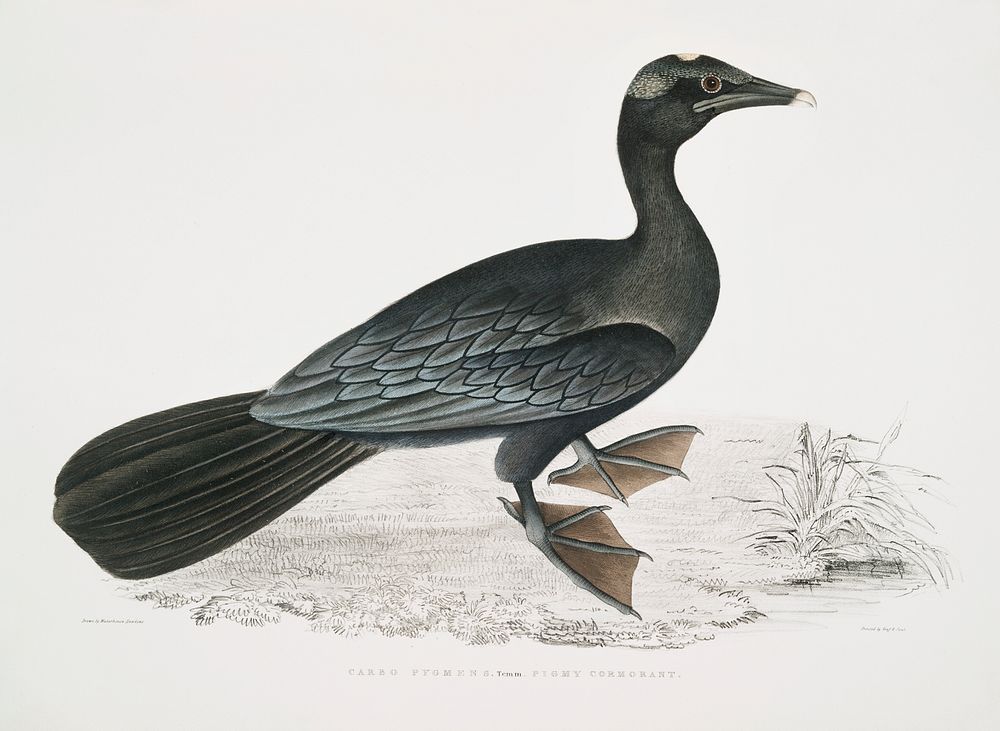 Pigmy Cormorant (Carbo Pygmaeus) from Illustrations of Indian zoology (1830-1834) by John Edward Gray (1800-1875). Original…