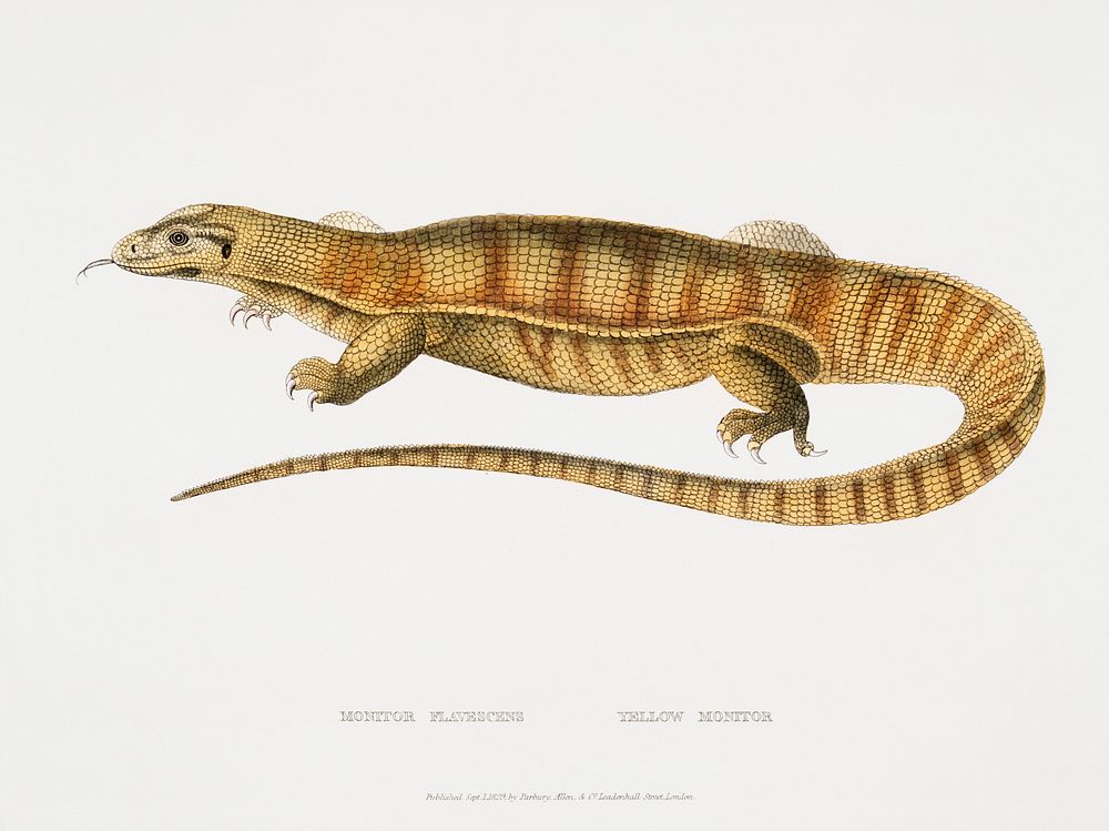 1. Yellow Monitor (Monitor flavescens) from Illustrations of Indian zoology (1830-1834) by John Edward Gray (1800-1875).…