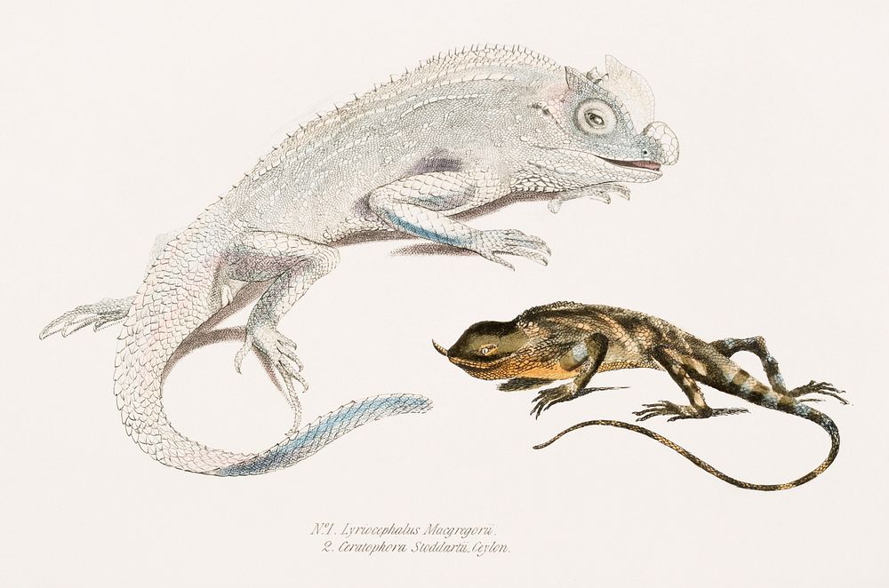 1. Macgregor's Lyre Headed Lizard (Lyriocephalus Macgregorii); 2. Stoddart's Unicorn Lizard (Ceratophora Stoddartii) from…